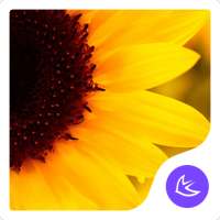 Sunflower APUS launcher theme on 9Apps