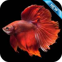 Betta Fish Wallpaper HD Free