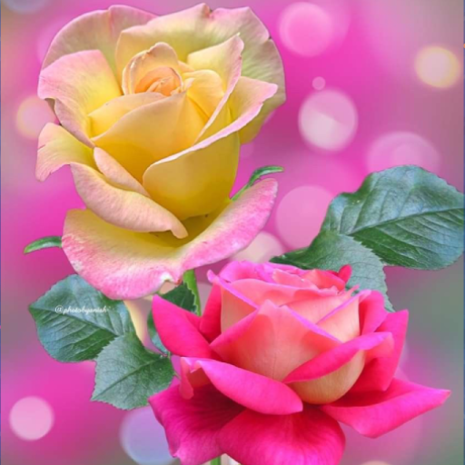 Rose Wallpaper : Flowers icon