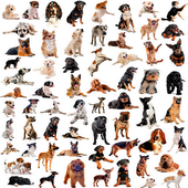 Dog Types icon