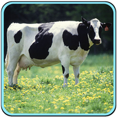 Animal Sound Free icon