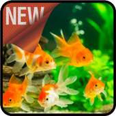 caring for goldfish on 9Apps