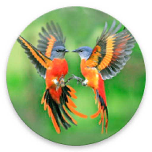 Bird Song / Tiếng Chim icon