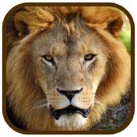 Animal Images App on 9Apps