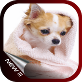 Cute Dog Wallpaper icon