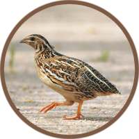 Quail Bird (Animal) Sounds on 9Apps