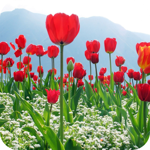 Tulips Flower Wallpaper Best 4K icon