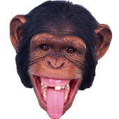 Monkey Memory Test أيقونة