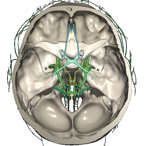 CT Scan Cross Sectional Anatomy for Imaging Pros icon