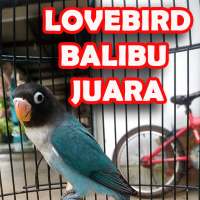 Masteran Lovebird Paud Offline on 9Apps