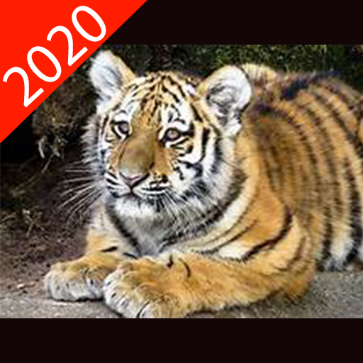 National Geographic documentary 2021 icon