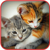 Find The Cats icon