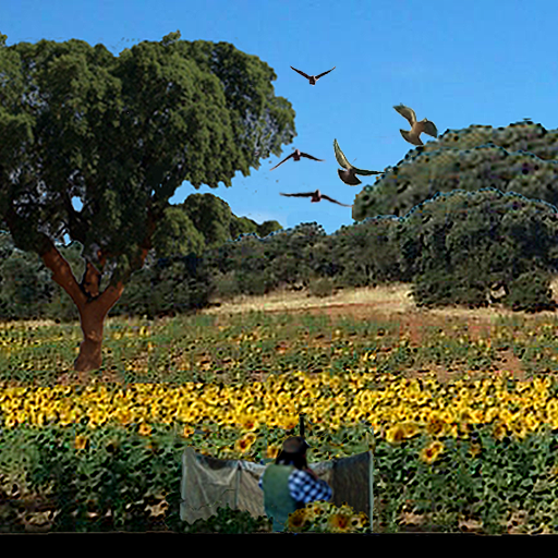 Tirada de palomas icon