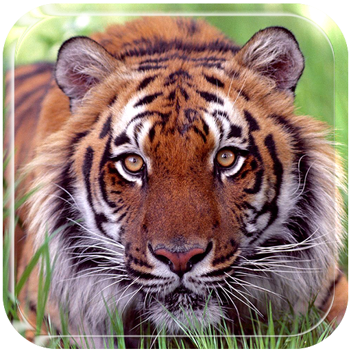 Ferocious beast Animal  Wallpaper icon