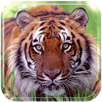 Ferocious beast Animal  Wallpaper on 9Apps