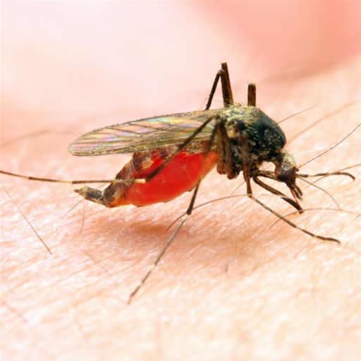 Malaria Self-Test and Guide (Africa's Version) icon