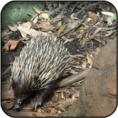 Echidna wallpapers icon