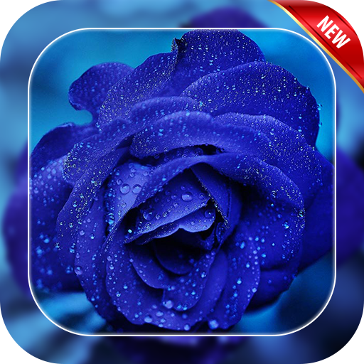 Blue Rose Live Wallpaper icon