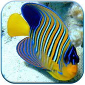 Ocean Fish Live Wallpaper icon