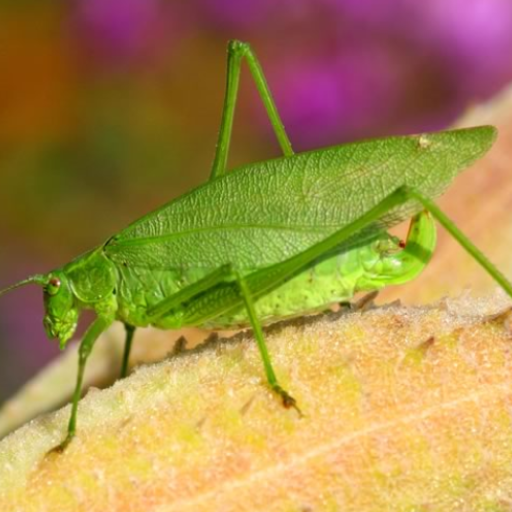 Katydid sounds icon