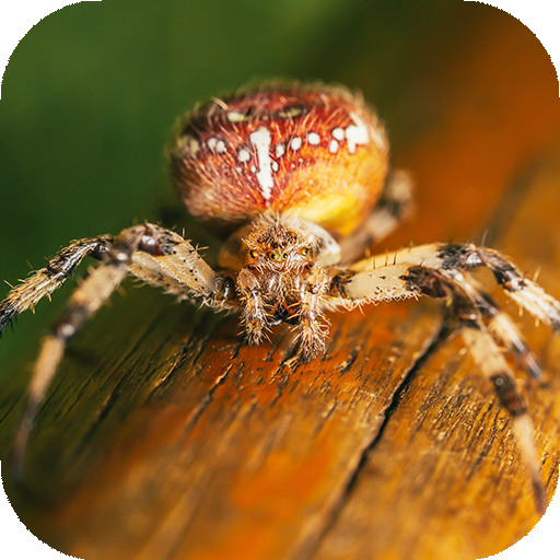 Spider Wallpapers: backgrounds hd icon