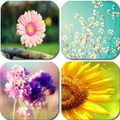 Flower Lock Screens icon