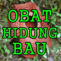 Ramuan Herbal Mengobati Hidung Bau Busuk Sinusitis on 9Apps