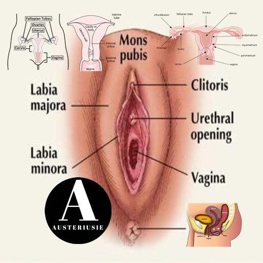Reproductive System icon