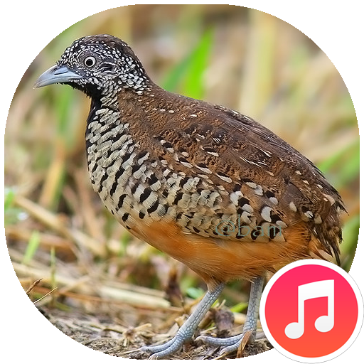 Buttonquail Sounds icon