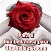 Rosas com frases bonitas 🌹