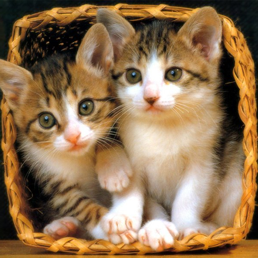 Cute Wallpaper Cat HD Backgroun Beautifull icon