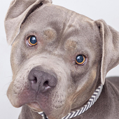 Pitbull Dogs New Funs Jigsaw Puzzles icon