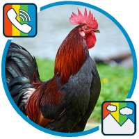 Rooster - RINGTONES and WALLPAPERS on 9Apps