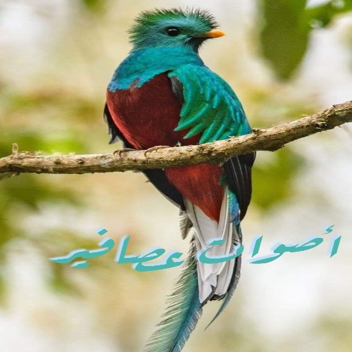 أصوات عصافير Bird sounds icon