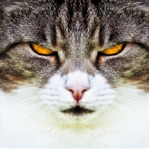 ❤️[FREE] HD Cat Wallpaper -Grumpy Cat -Funny Cat❤️ icon