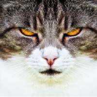 ❤️[FREE] HD Cat Wallpaper -Grumpy Cat -Funny Cat❤️