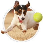 Jigsaw Puzzles Dogs icon