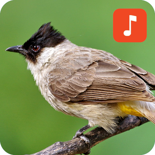 Sooty-headed bulbul bird sounds icon