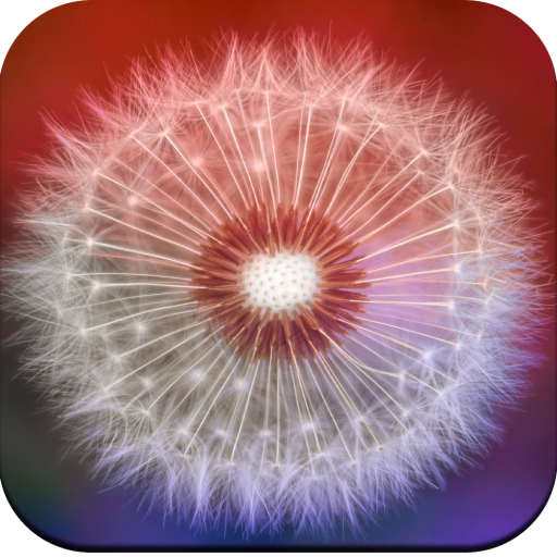 Dandelion Wallpaper HD icon