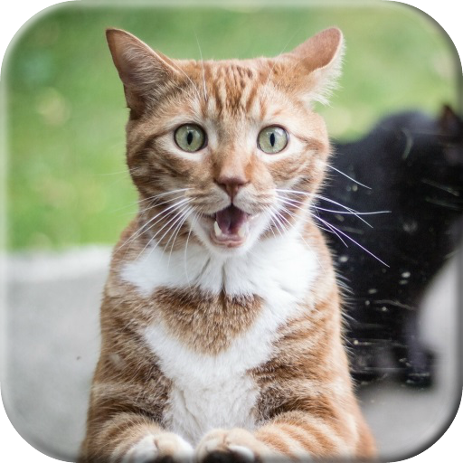 Cat licks glass Video LWP icon