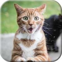 Cat licks glass Video LWP