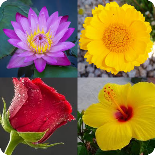 Flower names Quiz icon