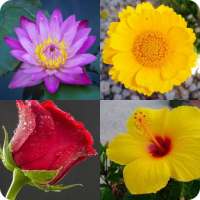 Flower names Quiz