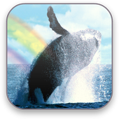 Whales Free Video Wallpaper icon