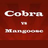 Cobra vs Mangoose Fight Videos