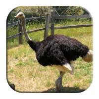 Ostrich and Emu Sounds on 9Apps