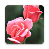 200 Rose Wallpapers on 9Apps