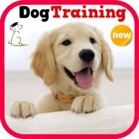 Dog Training