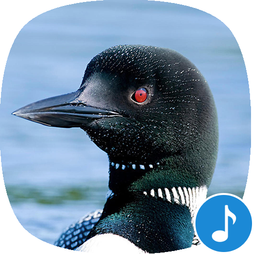 Appp.io - Loon Bird Sounds icon