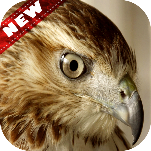 Falcon Wallpaper - Bird Wallpaper icon